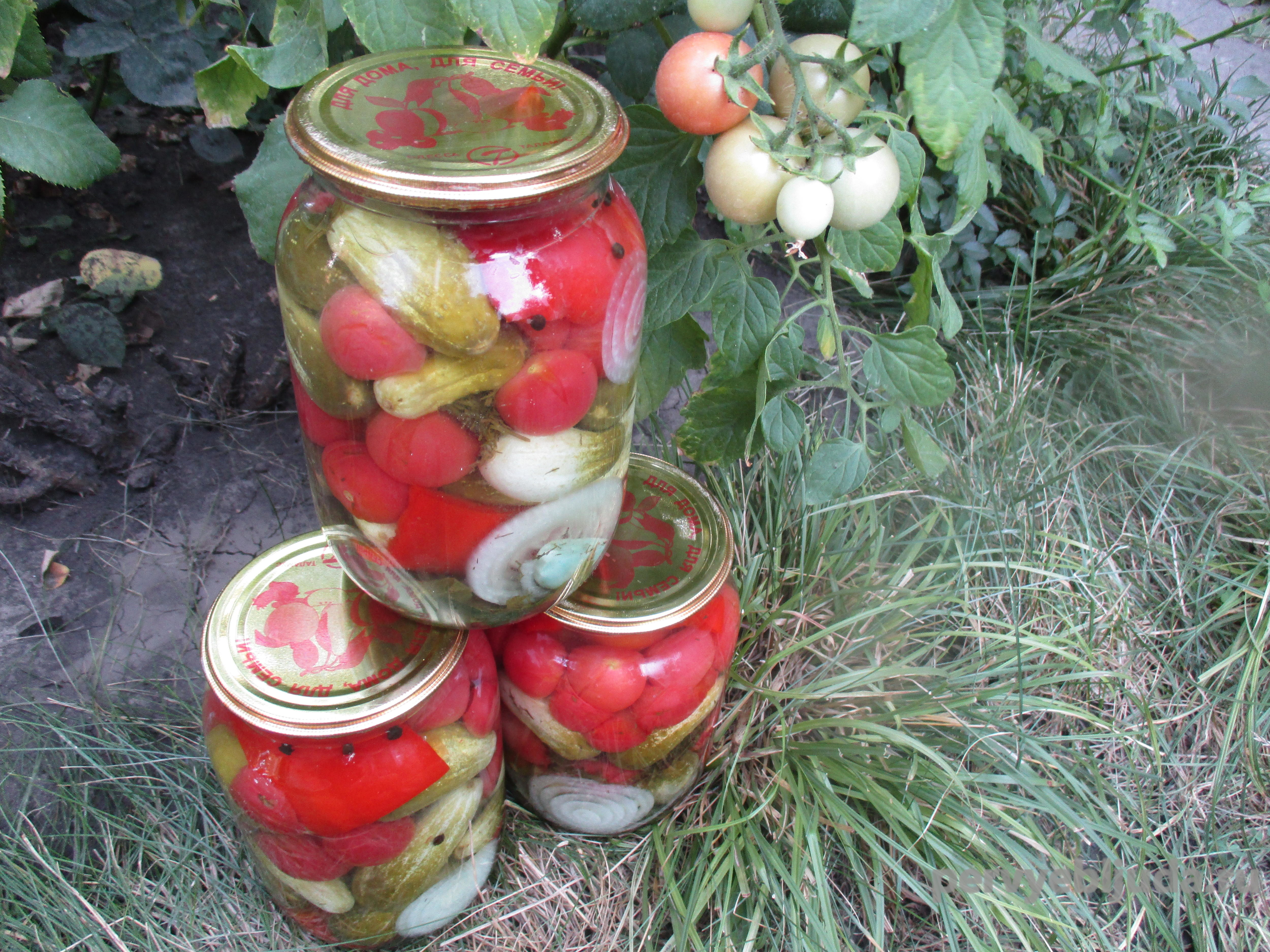 Засолка огурцов с помидорами черри