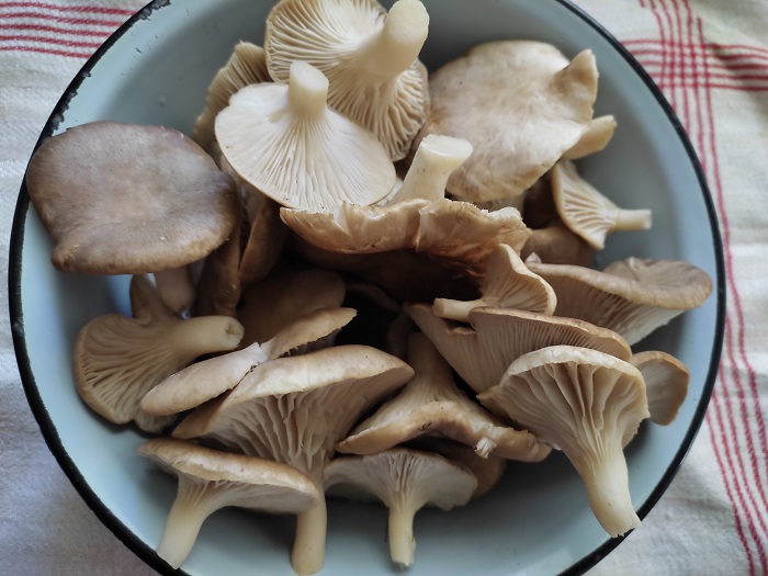 грибы в миске