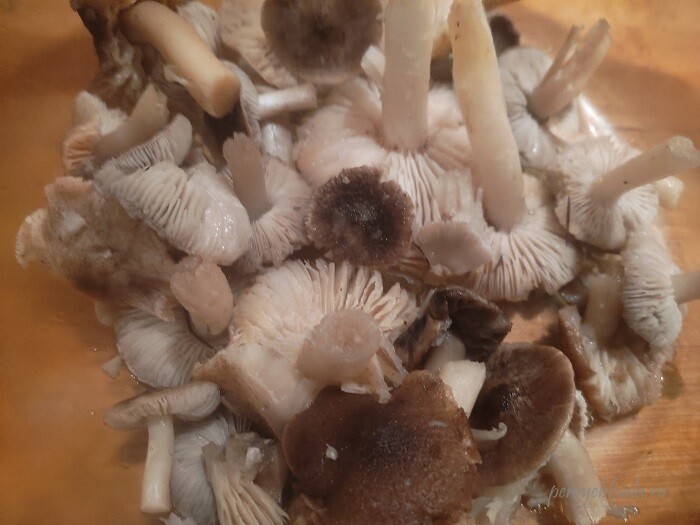 грибы сышата