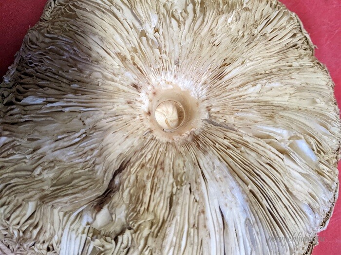 шляпка гриба зонтик